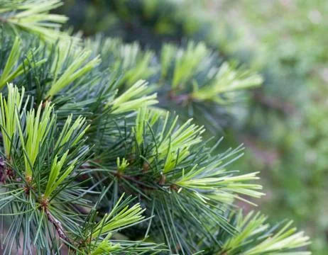 Pine tree Stock Photos