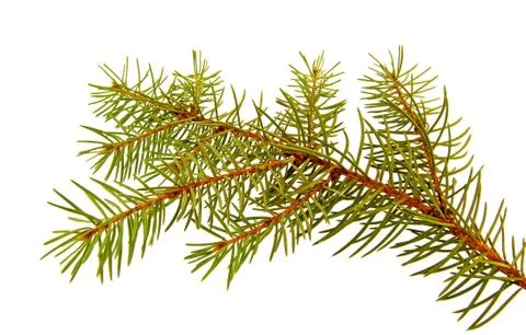 Pine-tree Stock Photos