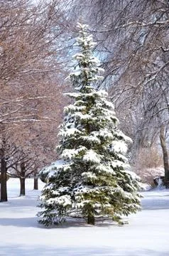 Pine tree Stock Photos
