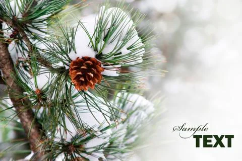 Pine tree Stock-Fotos