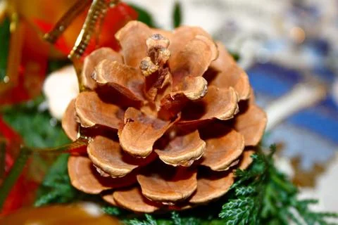 Pine-tree Stock Photos