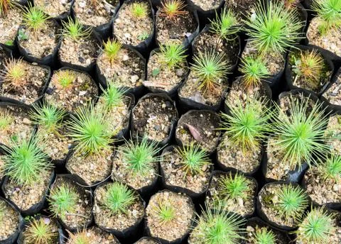 Pine tree Stock Photos