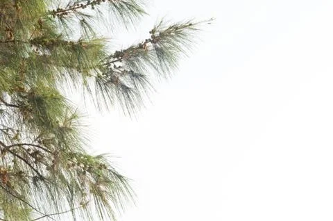 Pine tree Stock Photos