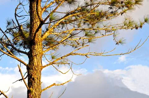 Pine tree Stock Photos