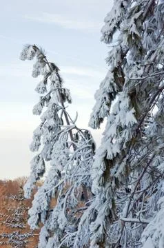 Pine tree Stock Photos