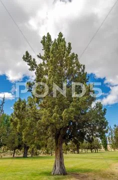 Pine Tree Stock Photos
