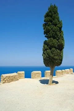 Pine tree Foto stock