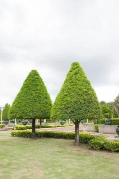 Pine tree Stock Photos
