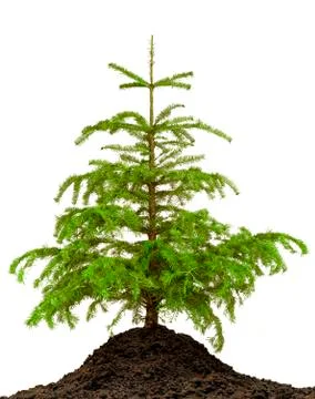 Pine tree Stock Photos