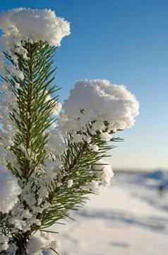 Pine tree. Stock Photos