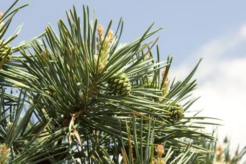 Pine-tree Stock-Fotos