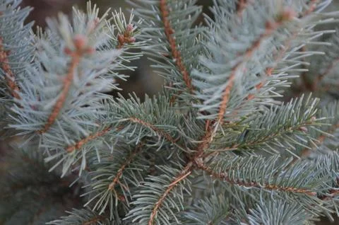 Pine tree Stock Photos