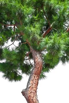 Pine tree Foto stock