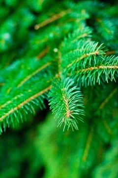 Pine tree Stock Photos