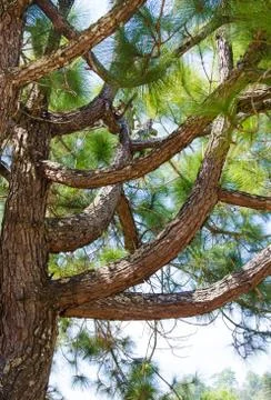 Pine tree . Stock Photos