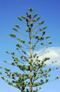 Pine tree Stock Photos