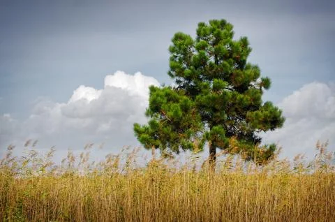 Pine tree Stock Photos