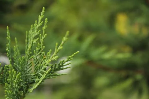 Pine tree Stock Photos