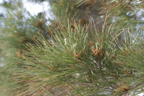 Pine-tree Stock Photos