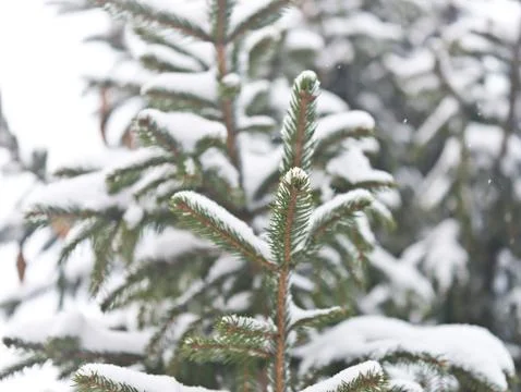 Pine tree Stock Photos