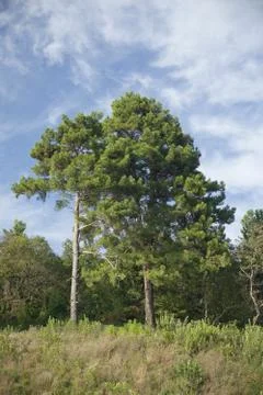 Pine tree Stock Photos