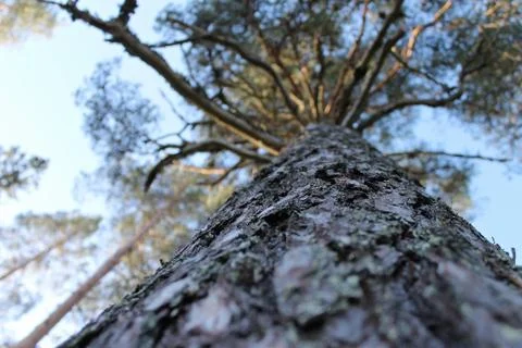 Pine tree Foto stock