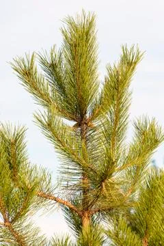 Pine tree Stock Photos