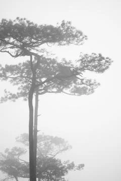 Pine tree Stock Photos