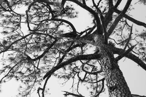 Pine tree Stock Photos