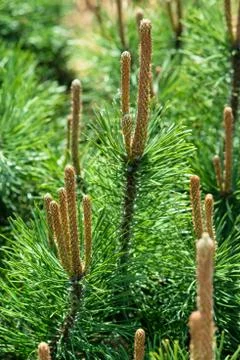 Pine-tree Stock Photos