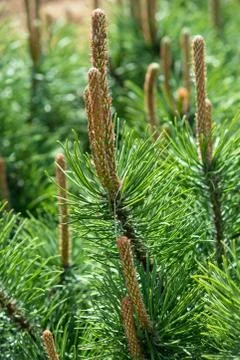 Pine-tree Stock Photos