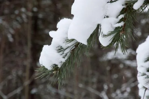 Pine tree Stock Photos