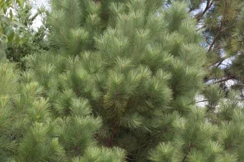 Pine Tree Stock Photos