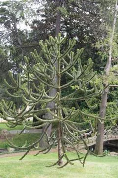 Pine tree Stock Photos