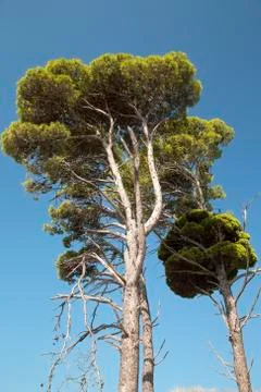 Pine tree Фото