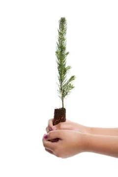 Pine Tree Stock Photos