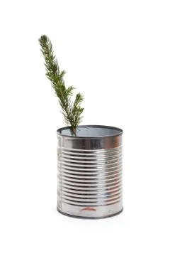 Pine Tree Stock Photos