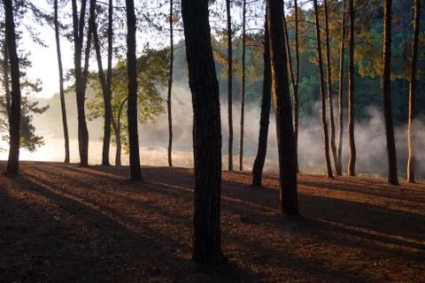 Pine tree Stock Photos