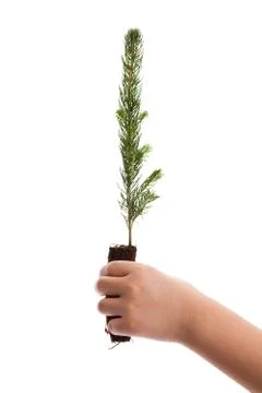 Pine Tree Stock Photos
