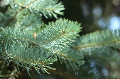 Pine tree Stock Photos