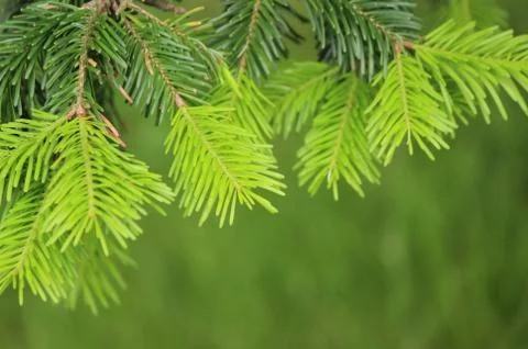 Pine tree 스톡 사진