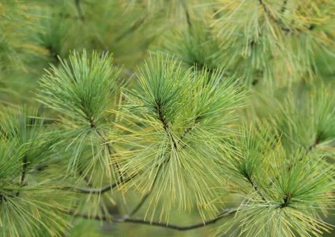 Pine tree 스톡 사진