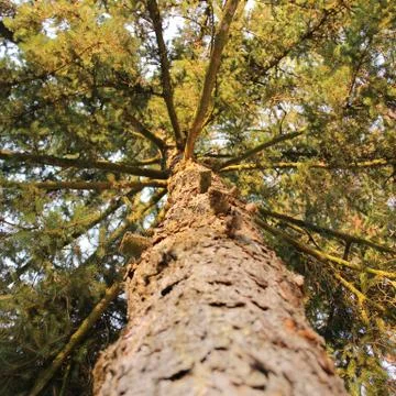 Pine tree Stock Photos