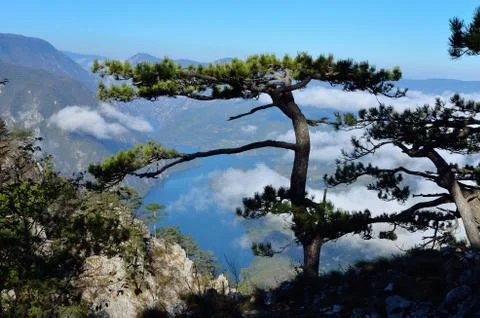 Pine tree Stock Photos