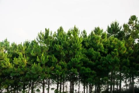 Pine tree Stock Photos