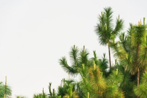 Pine tree Stock Photos