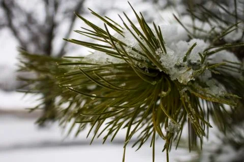 Pine tree Stock Photos