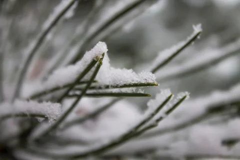 Pine tree 스톡 사진