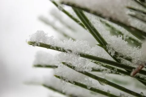 Pine tree Stock Photos