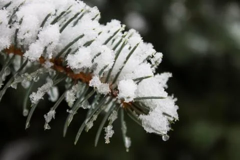 Pine tree Foto stock